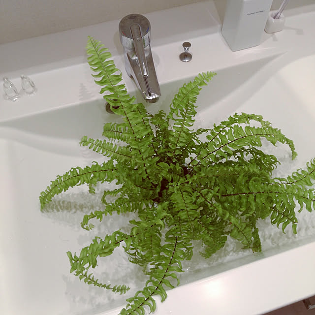 バス/トイレ/狭小マンション/夫婦二人暮らし/タマシダ/シダ植物のインテリア実例 - 2018-09-26 00:31:45