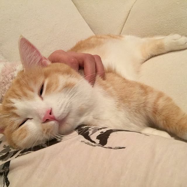 korinkorinさんの実例写真