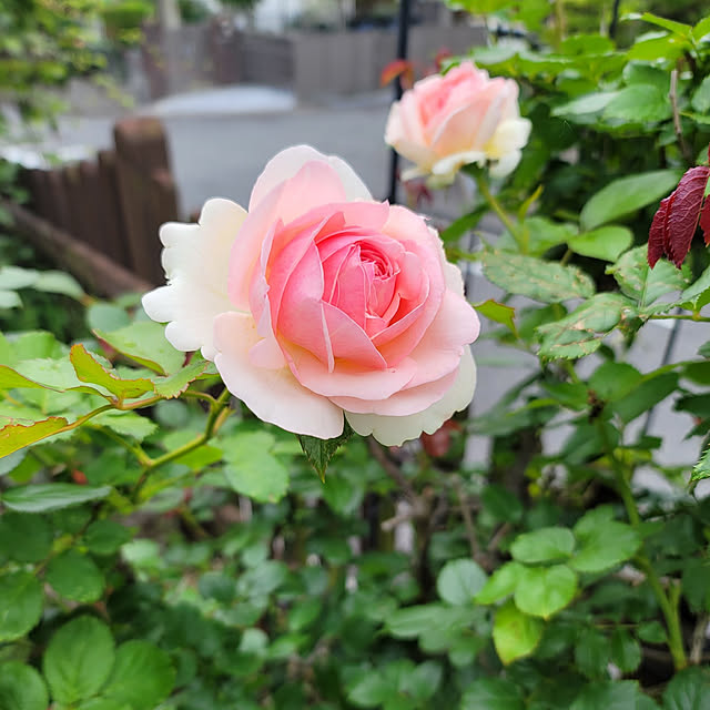 VIORAさんの実例写真