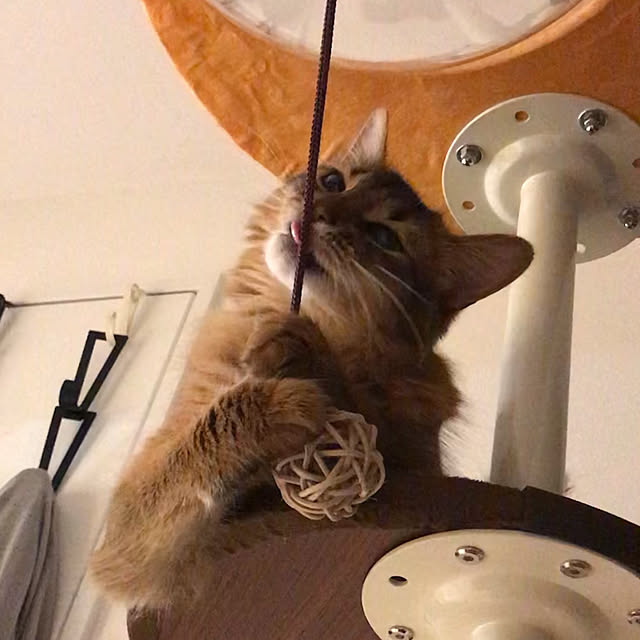 puniyumiさんの実例写真
