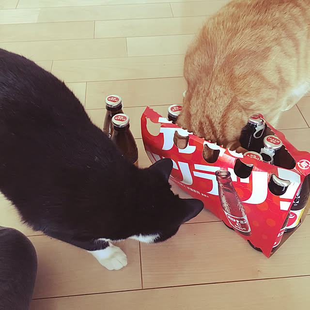 nekoさんの実例写真