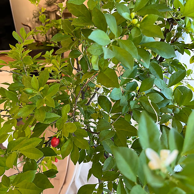 sakuraさんの部屋
