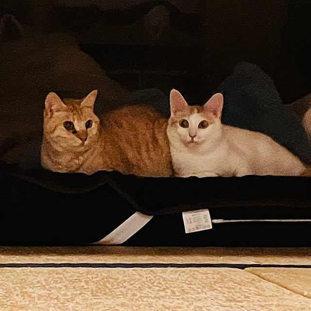 tomorinさんの部屋