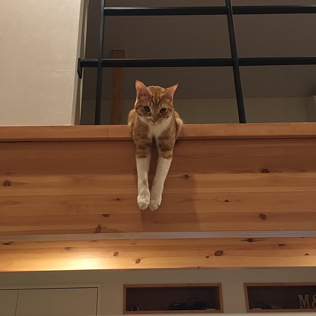 youtoさんの実例写真