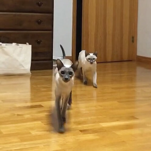 mujinekoさんの実例写真