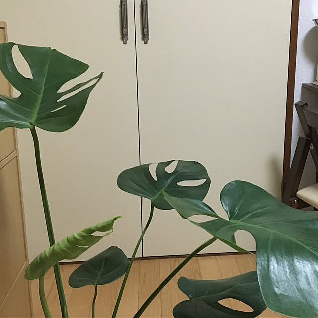 yomiyomiさんの実例写真