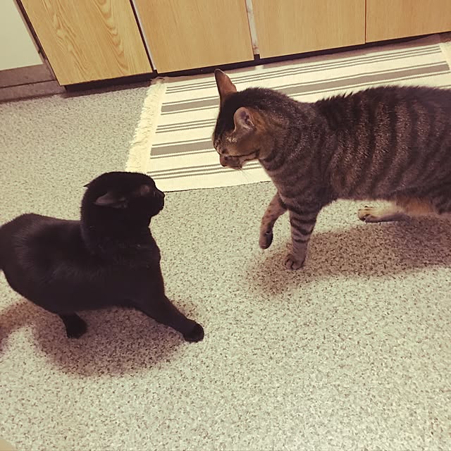 shigimiさんの実例写真