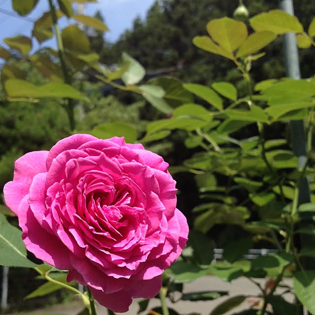 terappoさんの実例写真