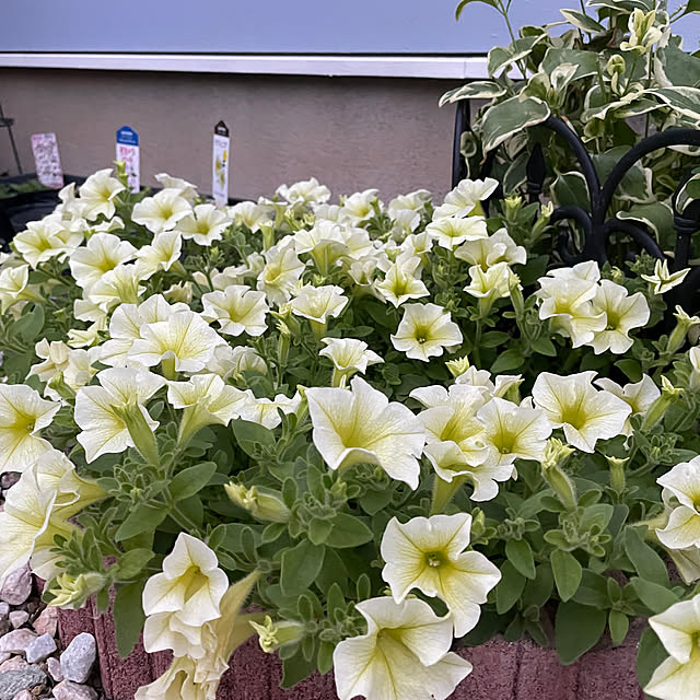 kaoさんの部屋