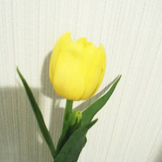 Mitsueさんの実例写真