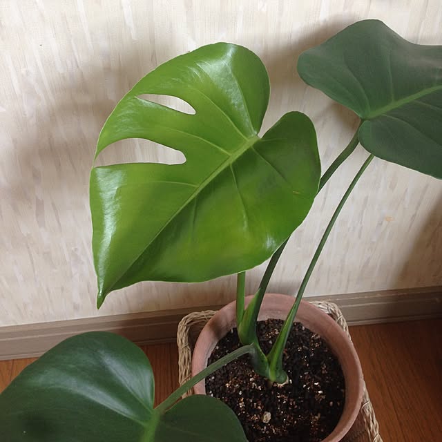 mebiさんの実例写真