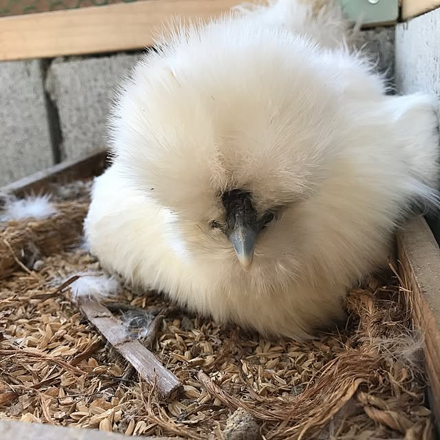 pepeさんの実例写真