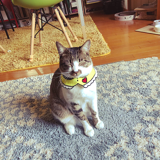 jijiさんの実例写真