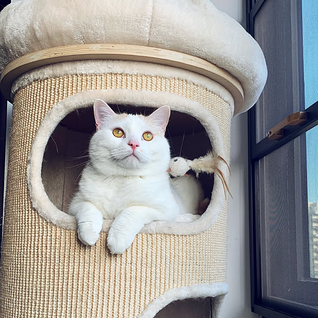 otacosさんの実例写真