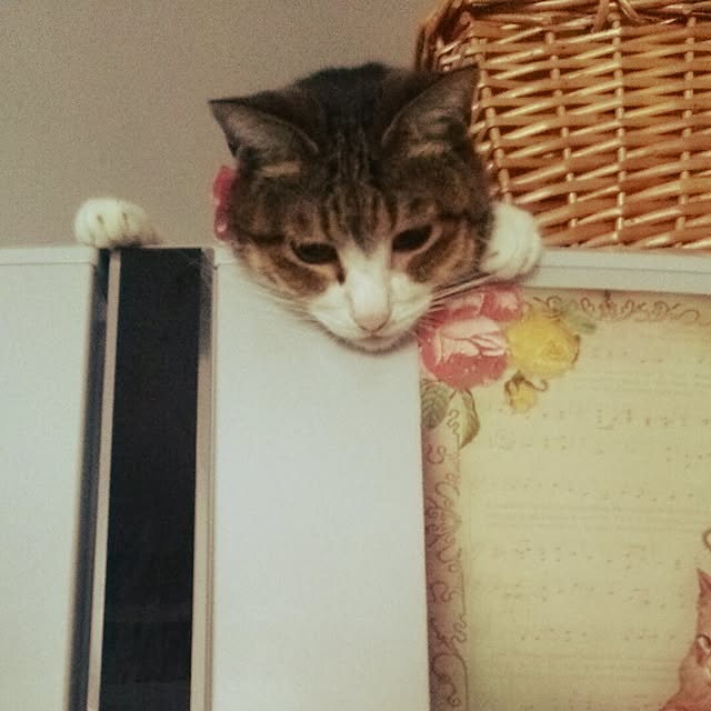 mocoさんの実例写真
