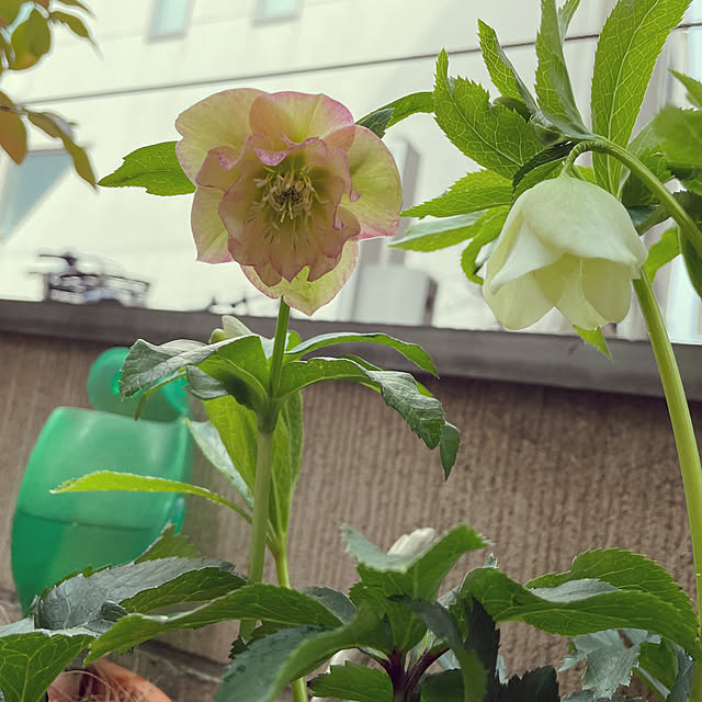 nahonさんの実例写真