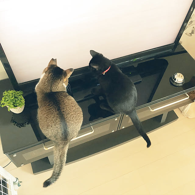 nekomiさんの実例写真