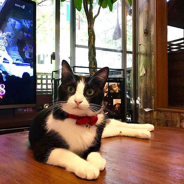 butachanさんの実例写真