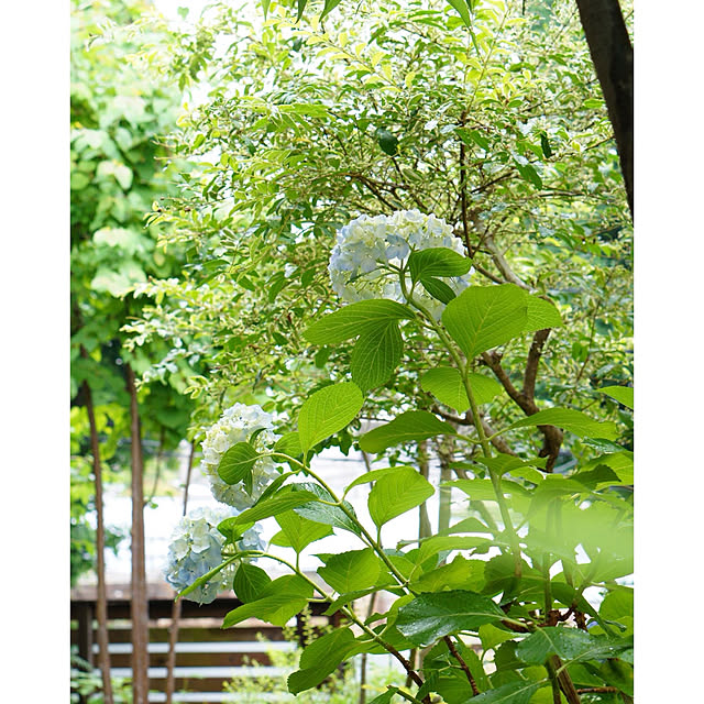 noriflowerさんの実例写真