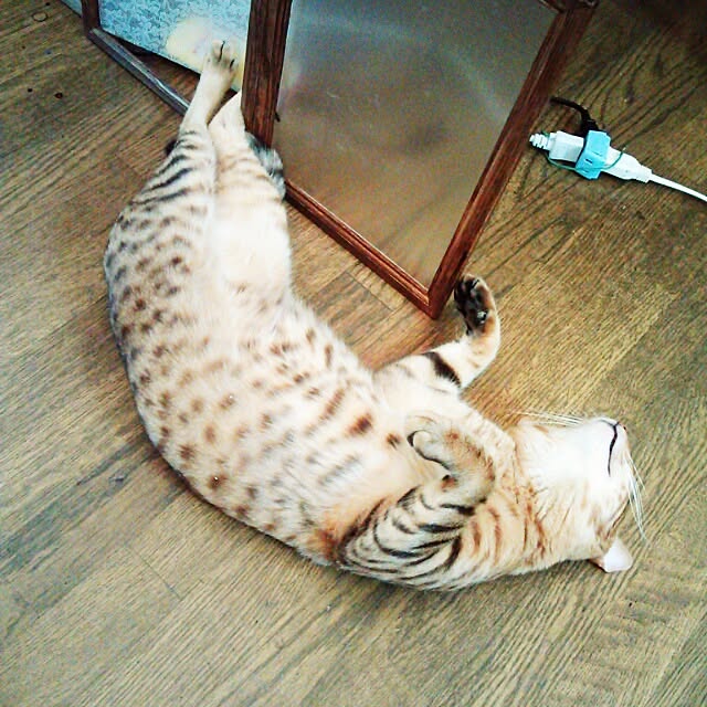 Rabbitさんの実例写真