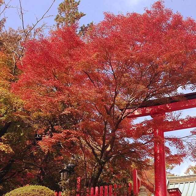 miyamiさんの実例写真