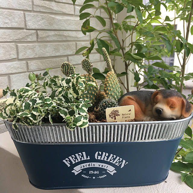 chi-chaさんの実例写真