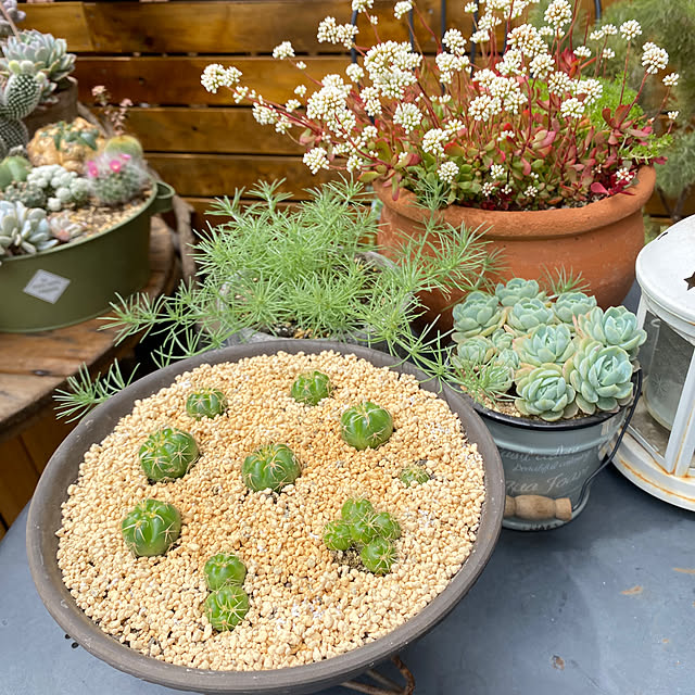 mintteaさんの部屋