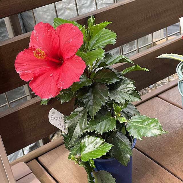 ALOHAさんの実例写真