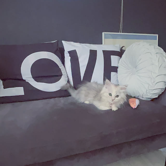 mya___kさんの実例写真