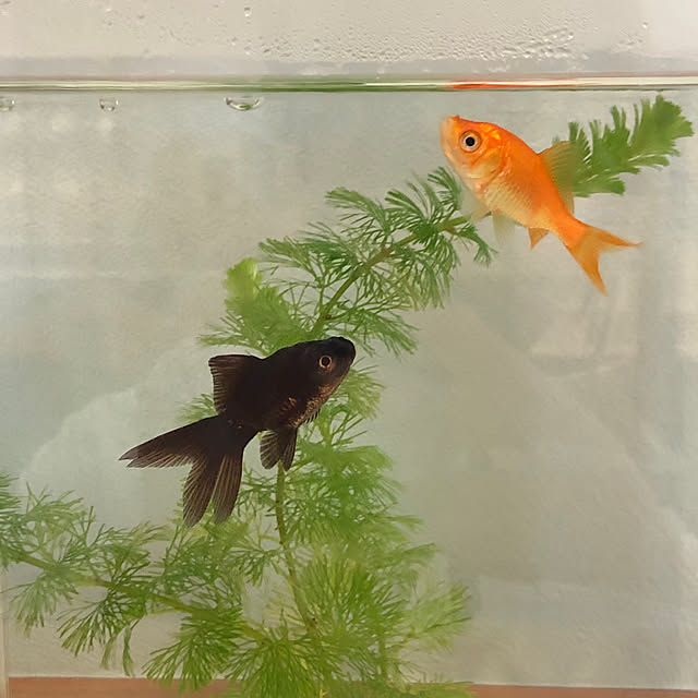 kaorikoさんの部屋