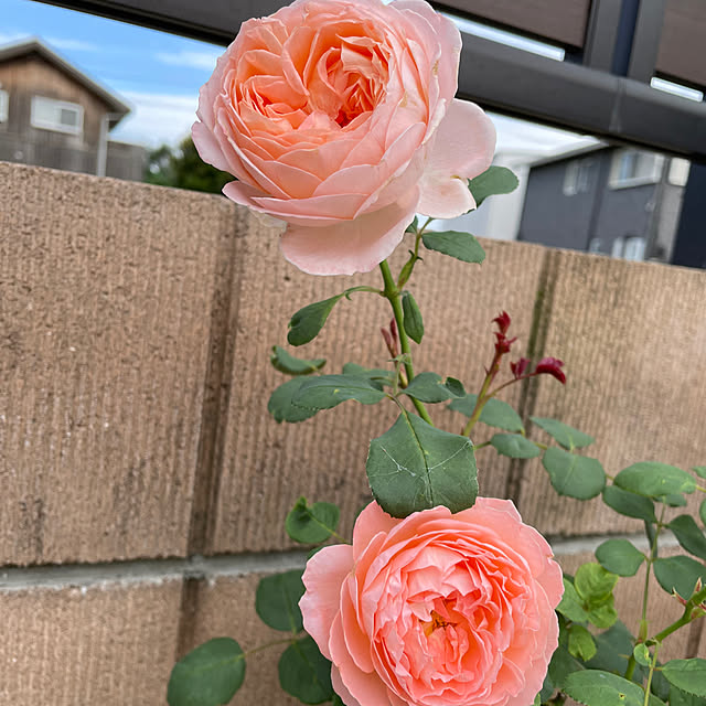 ronronさんの部屋