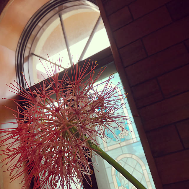 nacchi4さんの実例写真