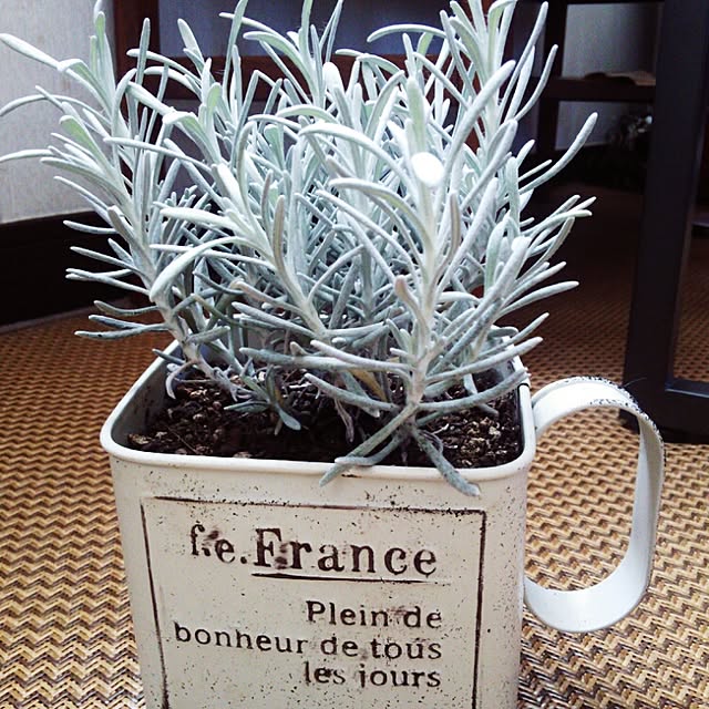 部屋全体/観葉植物のインテリア実例 - 2014-11-26 16:23:41