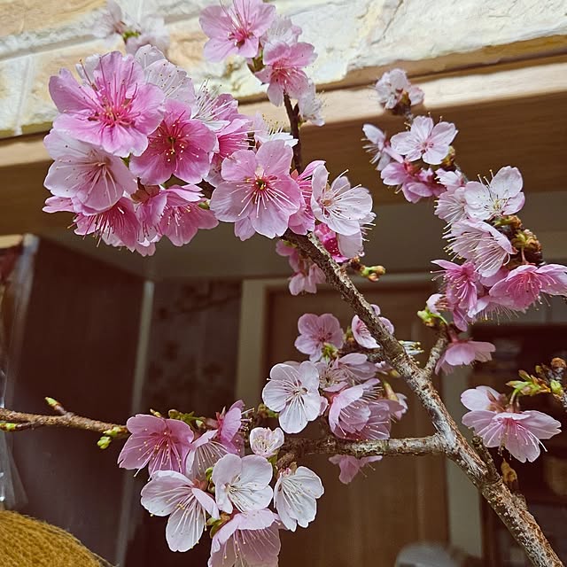 mocomocoさんの部屋