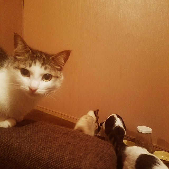 sioyukiさんの実例写真