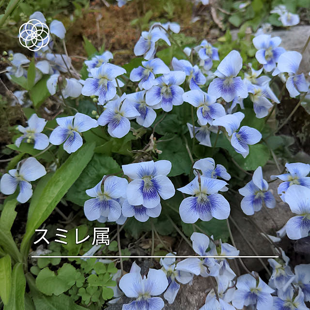 mayumiさんの実例写真