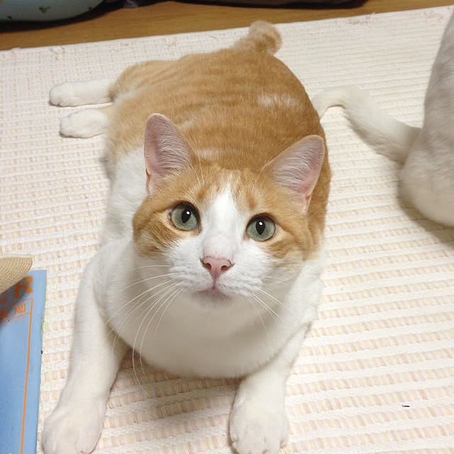 Kinanさんの実例写真