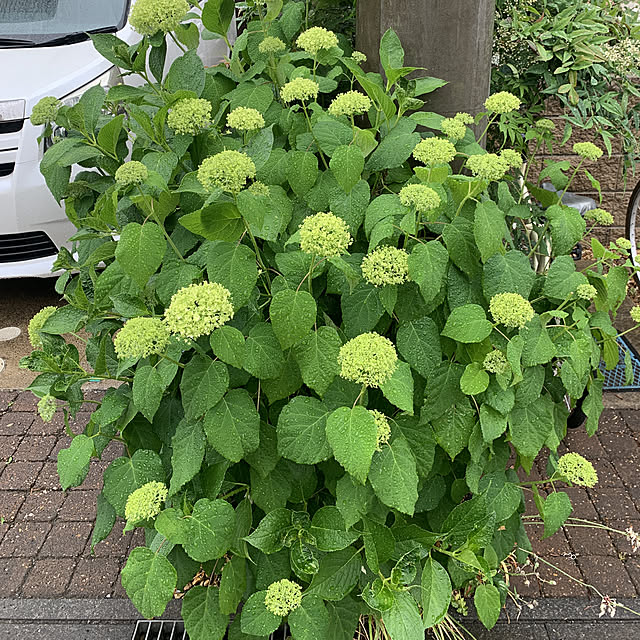 noinoi99さんの実例写真