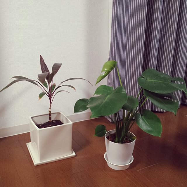 akikdmさんの実例写真