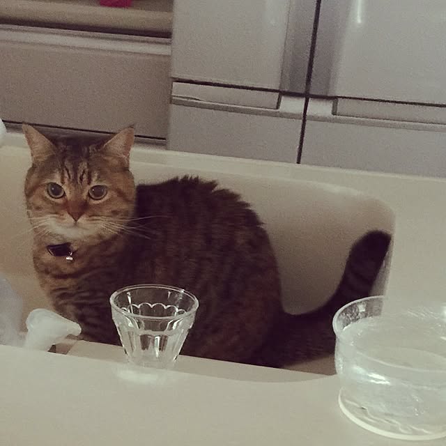 meloさんの実例写真