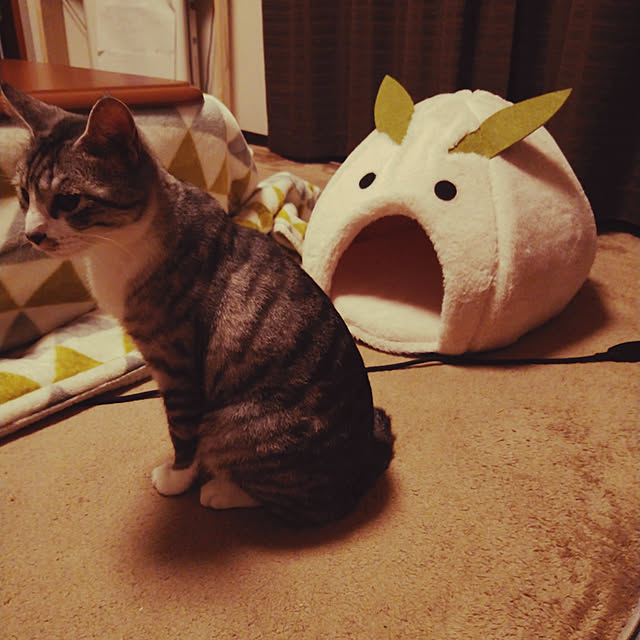 Mikaさんの実例写真