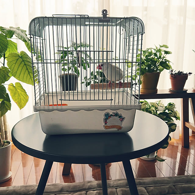 ペットと暮らすインテリア/文鳥/お出かけ用鳥かご/観葉植物のある暮らし/無印ベンチ...などのインテリア実例 - 2021-05-07 21:08:48