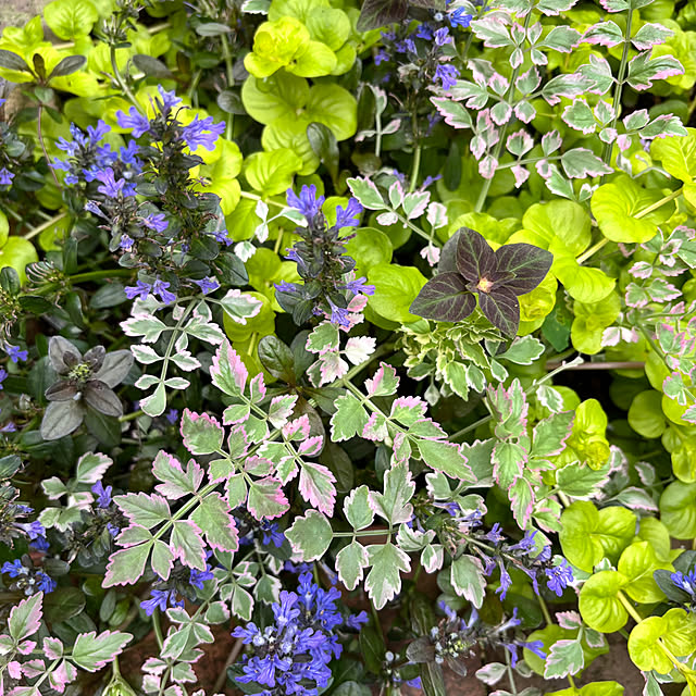 kyoko1124koさんの実例写真