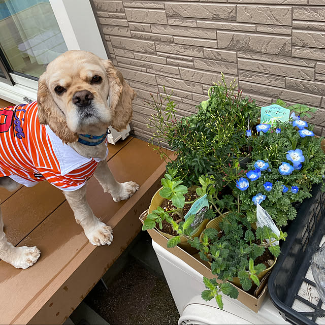 棚にて寄せ植え考え中/犬達連れてドライブ道の駅GO/道の駅にて購入のお花/犬のいる暮らし/RCの出会いに感謝♡...などのインテリア実例 - 2021-03-02 12:29:42