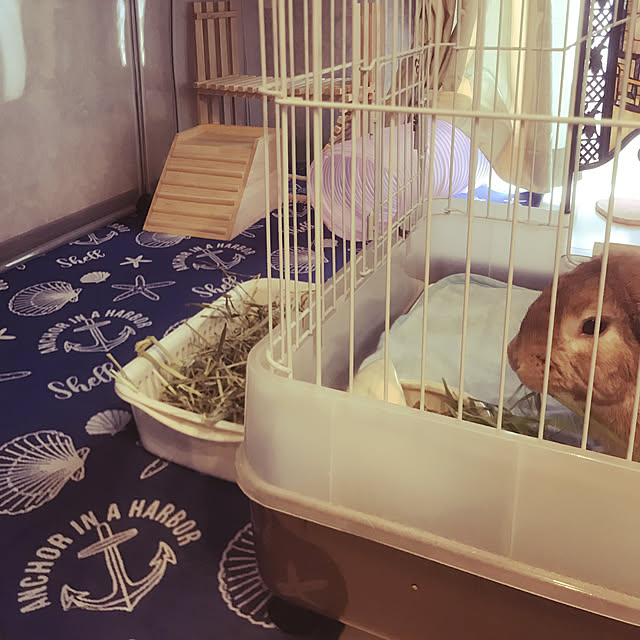 nonさんの実例写真