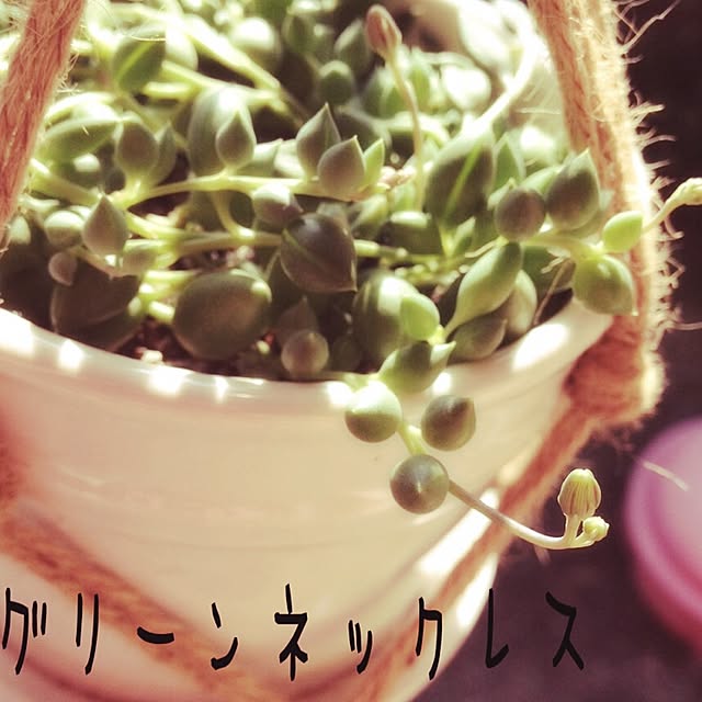 manyakoさんの実例写真