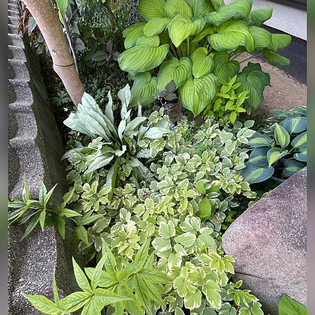 buchiさんの実例写真