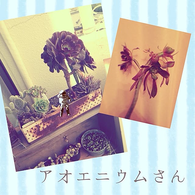玄関/入り口/多肉植物/悲しい現実/べらんだGarden。/寄せ植えのインテリア実例 - 2014-02-10 20:34:13
