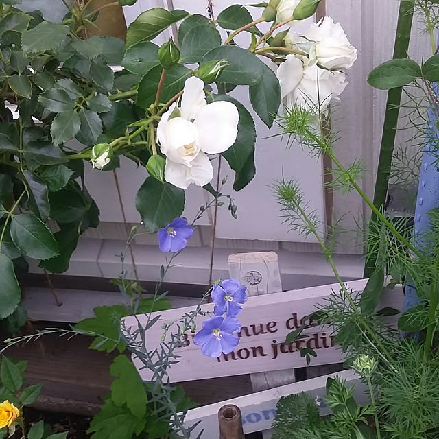 yukkoさんの実例写真