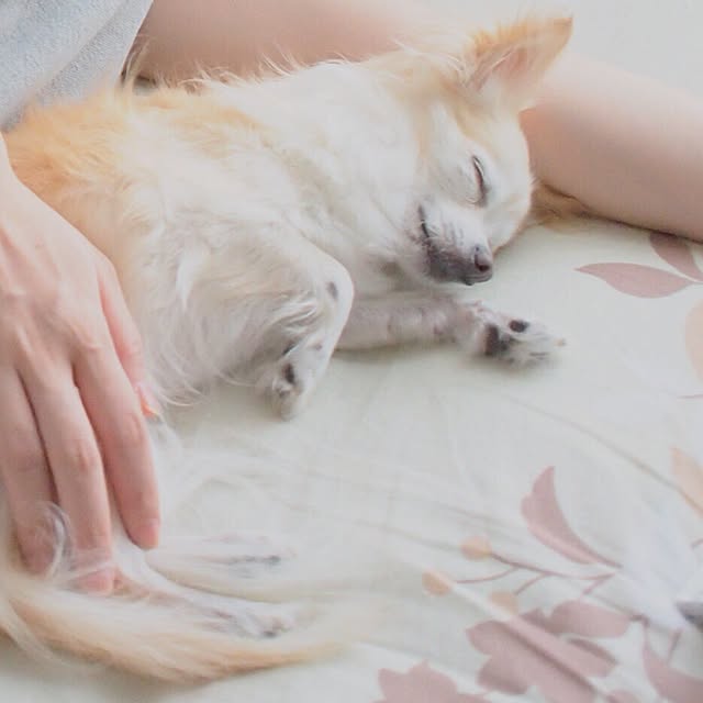 _____mayaさんの実例写真